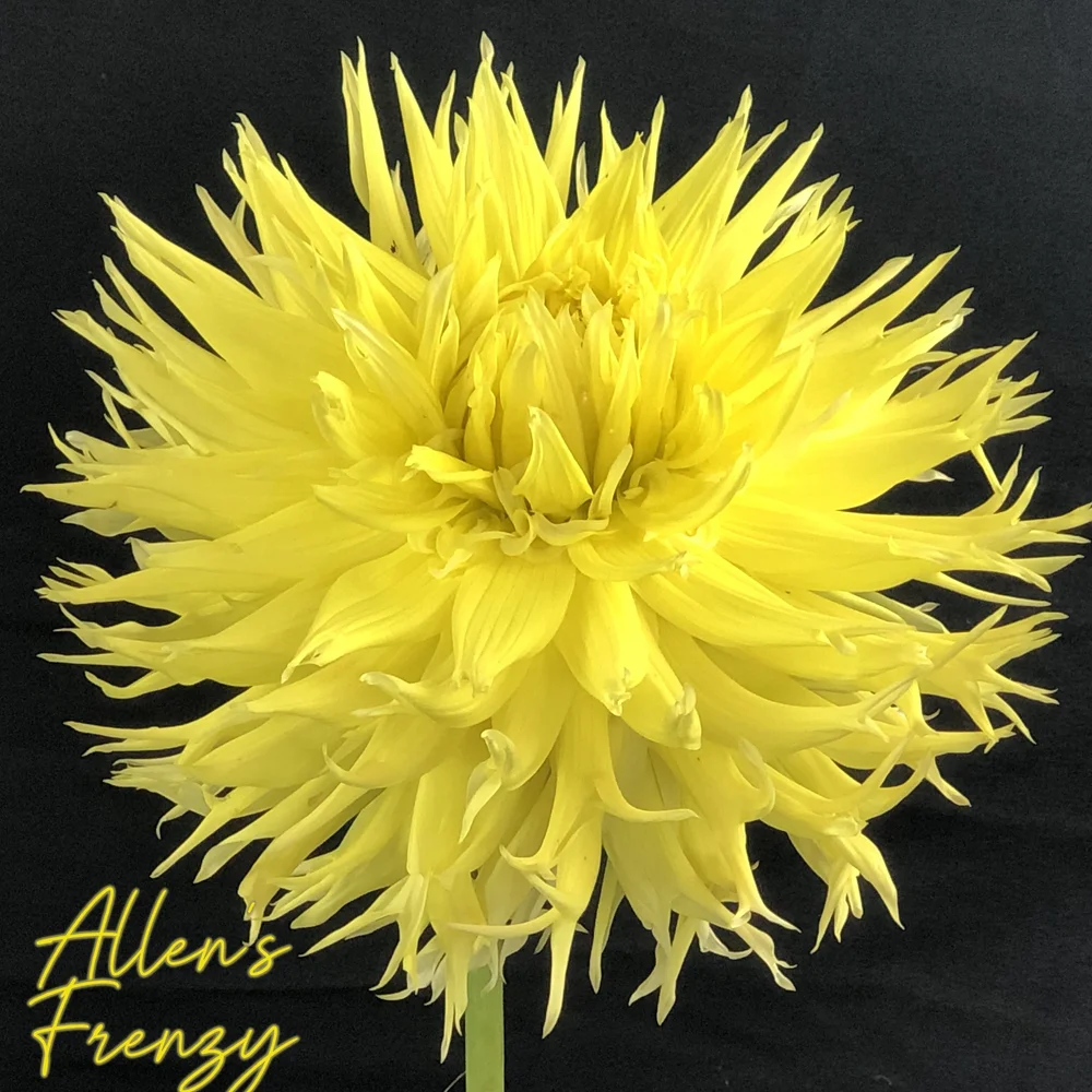 Allen's+Frenzy.JPG?format=1000w